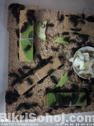 Beetle larvae বিটল লার্ভা